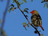 Star Finch_Kununurra_050813a.jpg