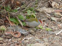 Red_Browed_Finch_Lamington_100709b.jpg