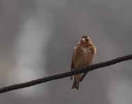 Crimson Winged Finch_Oukaimden_160417b.jpg