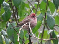 Purple Finch DSCN4838.JPG