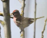 Lesser Redpoll_Girdle Ness_060420a (2021_01_10 14_03_20 UTC).jpg