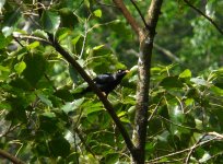 Sri_Lankan_Mynah_Sinharaja_280710a.jpg