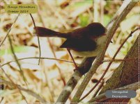 BF Variegated Fairywren juvenile 21 October, 2019.jpg