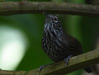 Stripe Breasted Wren Sample.jpg