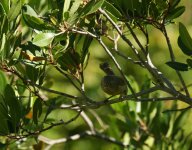 Wrentit_Putah Creek CA_210611a.jpg