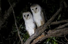 A (Eastern) Barn Owl 001.jpg