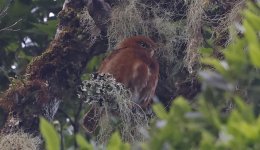 Costa Rican Pygmy Owl 004.jpg