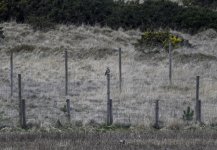 20240330 - SEO on the fence looking up - crop.jpg