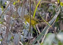 Possible Whistler's Warbler.jpg