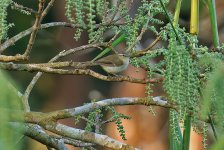 Possible Greenish Warbler 1.jpg