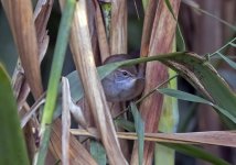 Possible Paddyfield Warbler 2.jpg