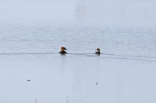 Hooded Merganser 003.jpg