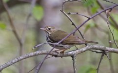 Ovenbird 01.jpg