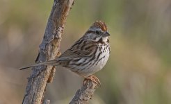 Swamp Sparrow 002.jpg