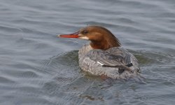 Goosander 002.jpg