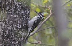 Hairy Woodpecker 005.jpg