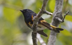 American Redstart 01.jpg