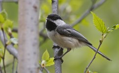 Black-capped Chickadee 003.jpg