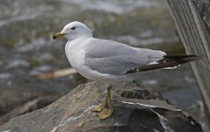 Ring-billed Gull 03.jpg