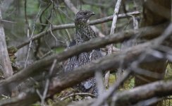 Ruffed Grouse 03.jpg