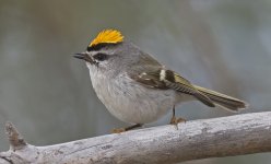 Golden-crowned Kinglet 005.jpg