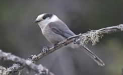 Grey Jay 008.jpg