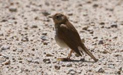 Veery 002.jpg