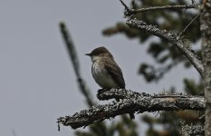 Eastern Phoebe 03.jpg