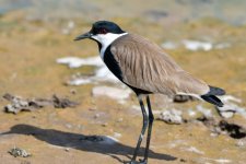 Spur-winged Plover (Vanellus spinosus) Kalloni Salt Pans 30-03-24 cc Mirsini Kladogeni.JPG