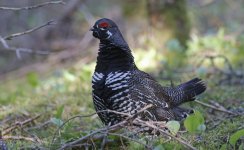 Spruce Grouse 10.jpg