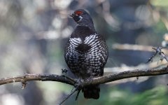 Spruce Grouse 07 (reduced).jpg