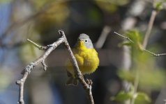 Nashville Warbler 005.jpg