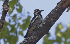 Yellow-bellied Sapsucker 005.jpg