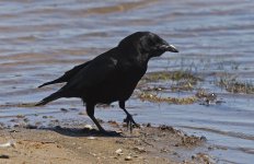 American Crow 05.jpg