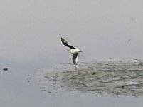 DSCN8112pratincole.JPG