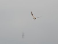 DSCN8115pratincole.JPG