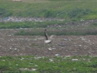 DSCN8118pratincole.JPG