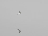 DSCN8120pratincole.JPG