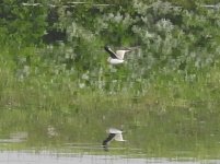 DSCN8121pratincole.JPG