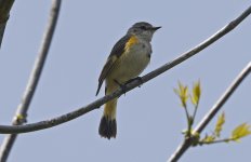 American Redstart 006.jpg