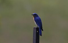 Eastern Bluebird 02.jpg