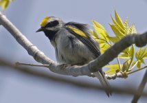 Golden-winged Warbler 010.jpg