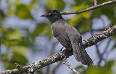 Grey Catbird 001.jpg