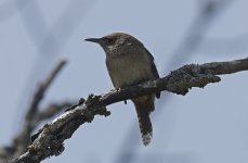 House Wren 006.jpg