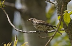 Purple Finch 04.jpg