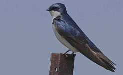 Tree Swallow 010.jpg