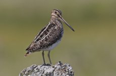 Wilson's Snipe 010.jpg