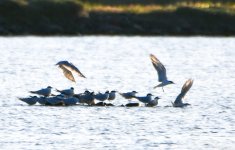 gull-billed terns (Gelochelidon nilotica) Kalloni Salt Pans 04-04-24 cc M Kladogeni.jpg