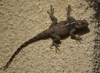 Cyprus Rock Agama.jpg