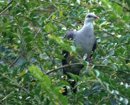 DSC03427 White-headed Pigeon @ Palm Grove bf.jpeg